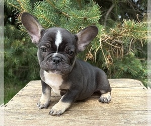 French Bulldog Puppy for sale in MIDDLEBURY, IN, USA