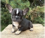Small French Bulldog