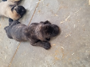 Mastiff Puppy for sale in TOPEKA, KS, USA