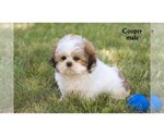 Small #20 Shih Tzu