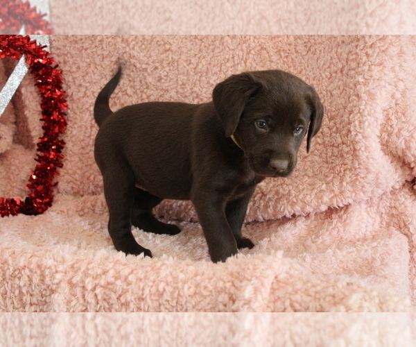 Medium Photo #5 Labrador Retriever Puppy For Sale in RICHLAND, IA, USA
