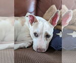 Small #11 Labrador Retriever Mix