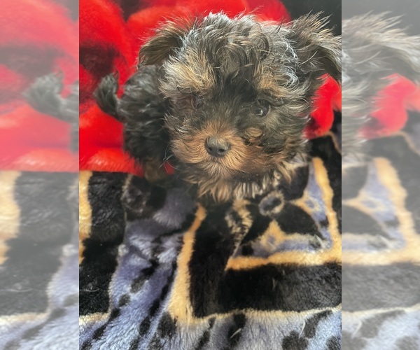 Medium Photo #1 Yorkshire Terrier Puppy For Sale in FAYETTEVILLE, NC, USA
