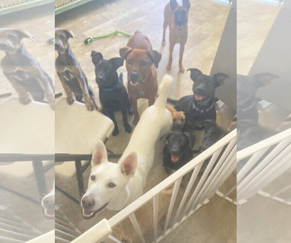 Medium Photo #3 Labrador Retriever-Unknown Mix Puppy For Sale in San Diego, CA, USA