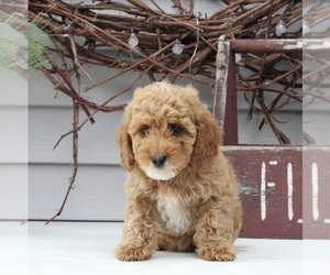 Goldendoodle (Miniature) Puppy for sale in SUGARCREEK, OH, USA