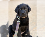 Puppy Puppy 1 Labrador Retriever