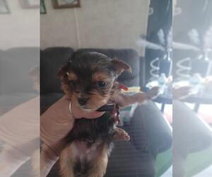 Yorkshire Terrier Puppy for sale in COLTON, NY, USA