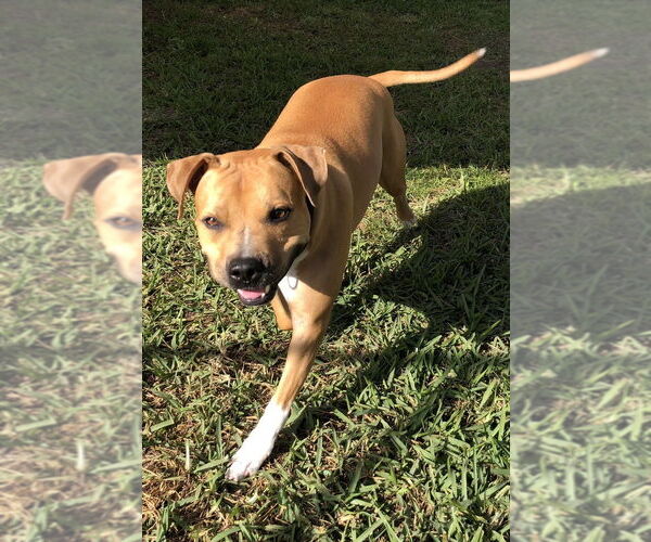 Medium Photo #5 Bullboxer Pit Puppy For Sale in West Palm Beach, FL, USA