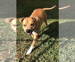 Small #4 Bullboxer Pit