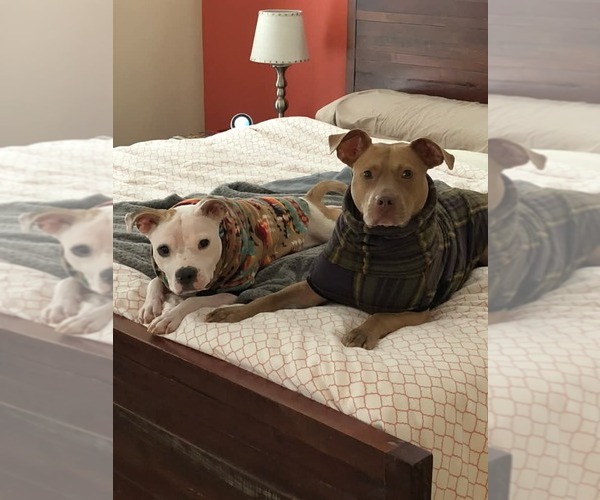 Medium Photo #5 American Pit Bull Terrier-Unknown Mix Puppy For Sale in Germantown, OH, USA