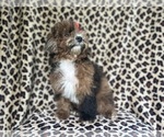 Small #1 ShihPoo