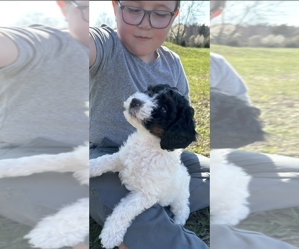 Medium Photo #2 Aussiedoodle Miniature  Puppy For Sale in AMELIA, OH, USA