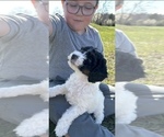 Small Photo #2 Aussiedoodle Miniature  Puppy For Sale in AMELIA, OH, USA