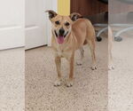 Small #2 Rat Terrier Mix