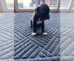 Medium Boxer