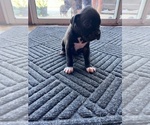 Puppy Little Guy Boxer