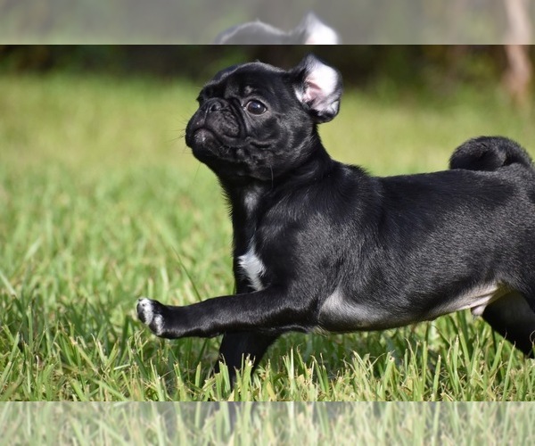 Medium Photo #2 Pug Puppy For Sale in PALM COAST, FL, USA