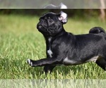 Scooby - Male Pug Puppy for Sale - Photo #2