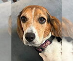 Small #6 Beagle