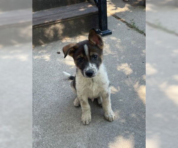 Medium Photo #1 German Shepherd Dog-Unknown Mix Puppy For Sale in Sandy, UT, USA