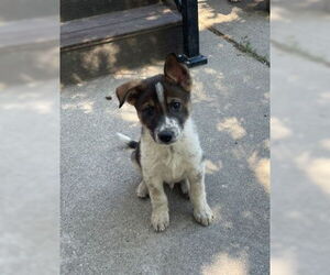 German Shepherd Dog-Unknown Mix Dogs for adoption in Sandy, UT, USA