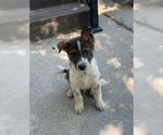 Small German Shepherd Dog Mix