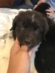 Small Photo #1 Newfoundland Puppy For Sale in INDIANAPOLIS, IN, USA
