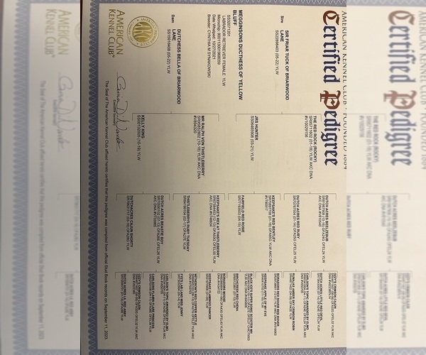 Medium Photo #4 Labrador Retriever Puppy For Sale in PINE HILL, AL, USA