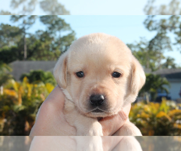 Medium Photo #2 Labrador Retriever Puppy For Sale in WEST PALM BEACH, FL, USA