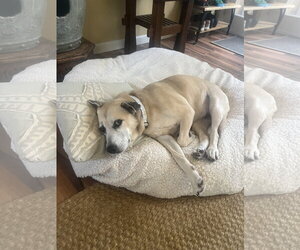 Labrador Retriever-Unknown Mix Dogs for adoption in The Woodlands, TX, USA