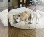 Small Labrador Retriever Mix