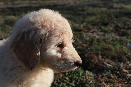 Medium Photo #5 Goldendoodle Puppy For Sale in BRIGHTON, MO, USA