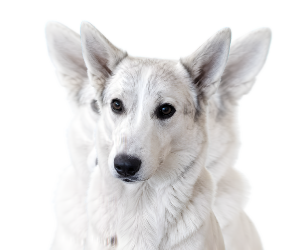 Medium Photo #1 Alaskan Husky-German Shepherd Dog Mix Puppy For Sale in TUCSON, AZ, USA