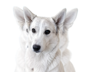 Father of the Alaskan Husky-German Shepherd Dog Mix puppies born on 06/11/2025