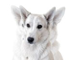 Small Photo #1 Alaskan Husky-German Shepherd Dog Mix Puppy For Sale in TUCSON, AZ, USA