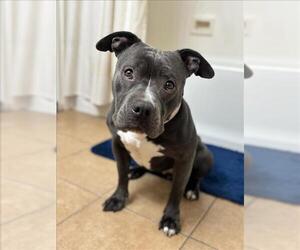 American Bulldog-Unknown Mix Dogs for adoption in Las Vegas, NV, USA