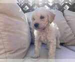 Puppy Pinky Miniature Labradoodle