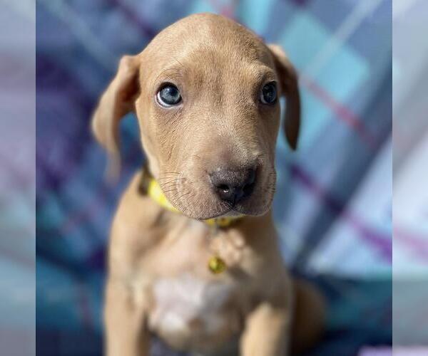 Medium Photo #10 Labrador Retriever-Unknown Mix Puppy For Sale in San Diego, CA, USA
