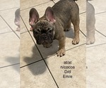 Small Photo #5 French Bulldog Puppy For Sale in TYLER, TX, USA
