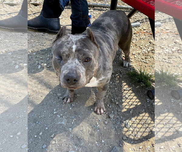 Medium Photo #1 Mutt Puppy For Sale in Crandall, GA, USA