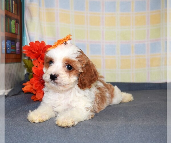 Medium Photo #3 Cavapoo Puppy For Sale in BARNESVILLE, KS, USA