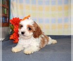 Small Photo #3 Cavapoo Puppy For Sale in BARNESVILLE, KS, USA
