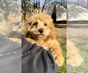 Cavapoo-Poodle (Toy) Mix Puppy for sale in SHIPSHEWANA, IN, USA