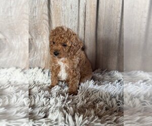 Poodle (Miniature) Puppy for sale in PROVIDENCE, RI, USA