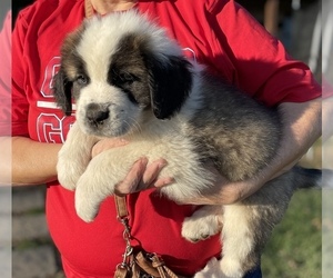 Saint Bernard Puppy for sale in OWINGSVILLE, KY, USA