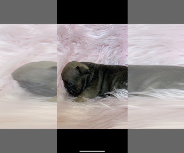 Medium Photo #2 French Bulldog Puppy For Sale in HIGHLAND, CA, USA