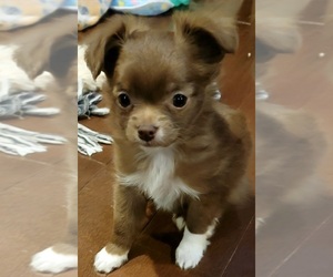 Chihuahua Puppy for sale in OREGON, WI, USA