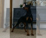 Small Photo #29 Doberman Pinscher Puppy For Sale in WARSAW, IN, USA