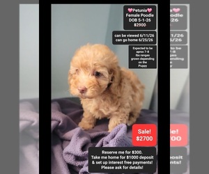 Poodle (Toy) Puppy for sale in TUCSON, AZ, USA
