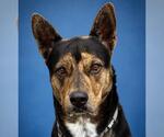 Small #2 German Shepherd Dog Mix